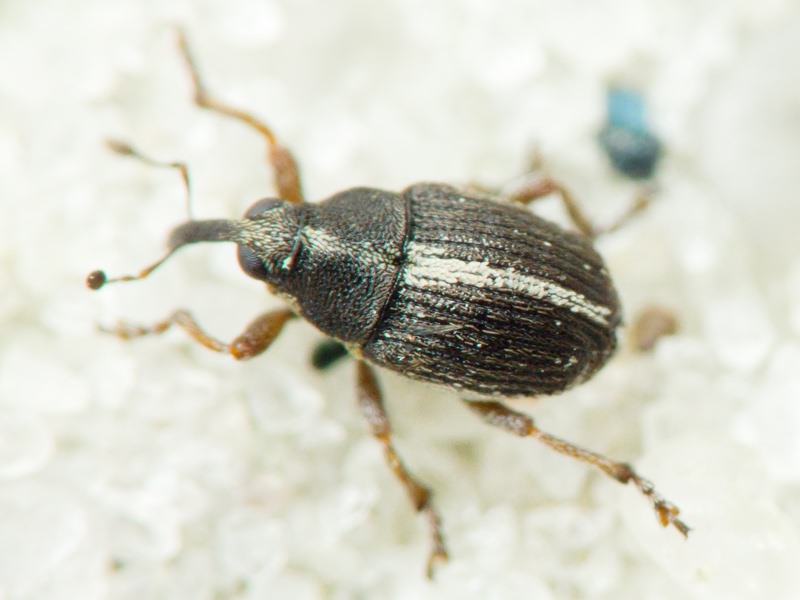 Oprohinus suturalis (Fabricius, 1775)